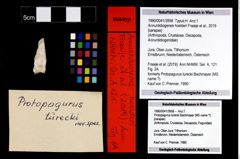 Foto (Objekt + Etikett) von Annuntidiogenes hoelderi (Fraaije et al., 2019)  (NHMW-GEO-1990-0041-3958)